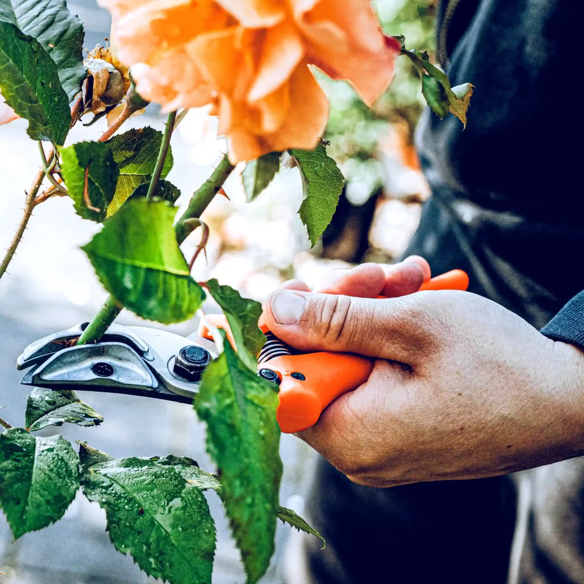 Alternative view of Original Löwe 16 - Bemutató olló - Cut & Hold - No. 16.104 - 19 cm | Ø 12 mm